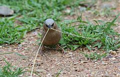 Gray-headed Social-Weaver